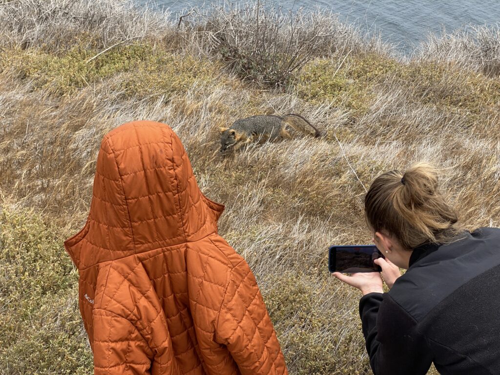 Channel Islands Fox