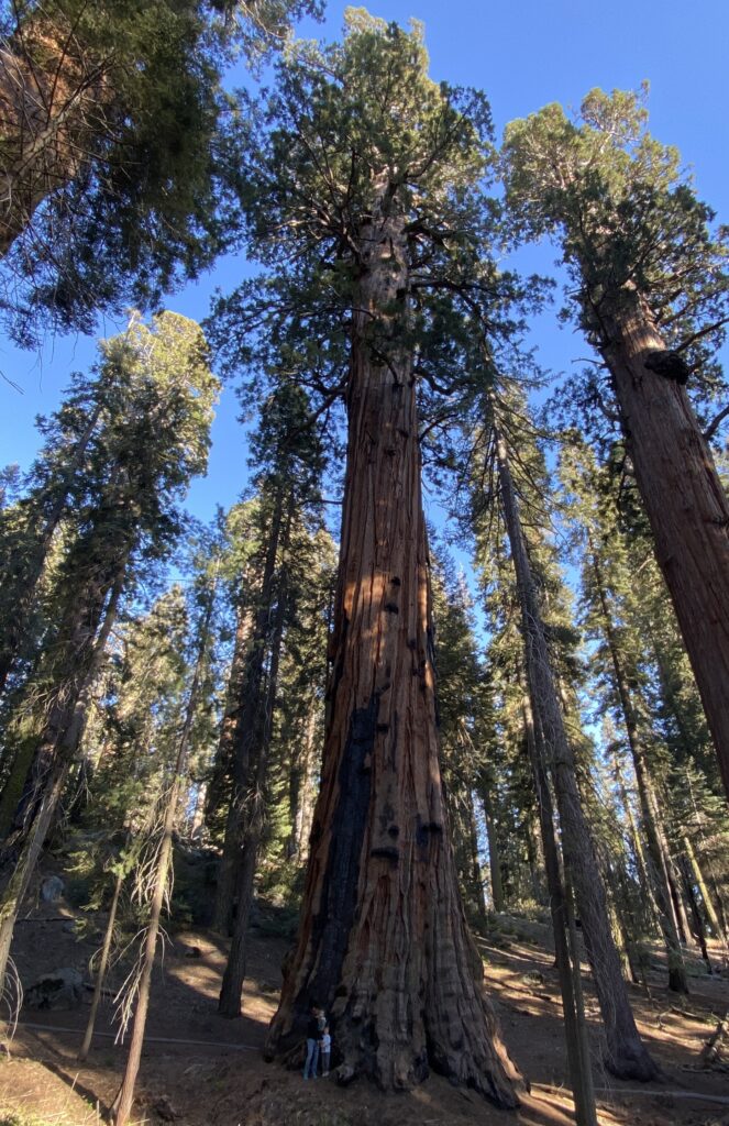 Redwoods trees